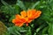 Orange Gerbera flower with little wasp.