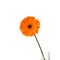 Orange gerbera flower in vase, isolated on white background. Gerbera jamesonii