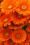 Orange gerbera flowers