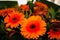 Orange gerbera flowers bouquet, close up. Floral background