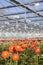 Orange gerbera flowers in greenhouse