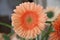 Orange gerbera with green heart in a vase in a bouquet of the type Max