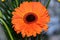 Orange gerbera head flower close up, pattern petals