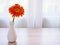 Orange Gerbera jamesonii daisy flower in vase on table ,Barberton Transvaal daisy copy space for text or lettering flower in ce