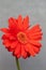 Orange gerbera over silver grey background