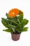 Orange gerbera plant