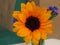 Orange Gerbera, Transvaal daisy and blue flower.