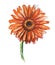 Orange Gerbera, watercolor illustration. Isolated on white background.