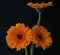 Orange gerberas