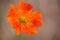 Orange Geum Flower Earthy Background