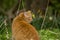 Orange ginger coloured cat sitting in nature