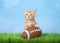 Orange ginger kitten with football in grass
