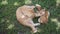 Orange ginger Scottish Fold Cat licks on grass hugging his favorite Teddy bear