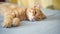 Orange ginger Scottish Fold kitten falls asleep, lying on blue blanket, closeup