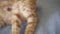 Orange ginger Scottish Fold kitten licking paw, lying on a blue blanket, closeup