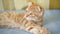 Orange ginger Scottish Fold kitten licking paw, lying on a blue blanket, closeup