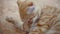 Orange ginger Scottish Fold kitten licking paw, lying on a orange floor, closeup