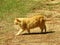 orange ginger tabby American bobtail manx cat