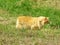 Orange ginger tabby American bobtail manx cat outdoors