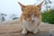 Orange ginger tabby cat laying on wooden with serious funny face from thailand