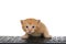 Orange ginger tabby kitten at computer keyboard looking at viewer