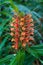Orange gingerlily Hedychium coccineum - Florida, USA