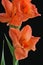 Orange Gladiolas