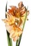 Orange gladiolus