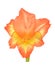 Orange gladiolus flower