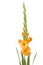 Orange Gladiolus flower