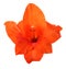 Orange Gladiolus Flower Closeup Close Up