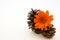 Orange glow of Gazania blossom with autumn pine cones