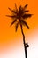 Orange glow sunset with a palm tree silhouette