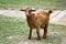 An Orange Goat Licks its Nose, Full Body View