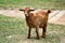 An Orange Goat Pokes its Tongue Out, Full Body View