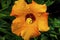 Orange Gold Brown Tropical Hibiscus Flower Easter Island Chile