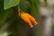 Orange gold finger plant Juanulloa parasitica