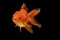 Orange gold fish isolate