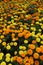 orange gold marigold flower bed