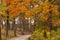 Orange and gold trees line a path through the Morton Arboretum.