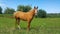 Orange Golden Horse, Mare In the Pasture, beautiful horse background.