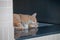 Orange golden tiger stripped pattern fur feline cat sleep on house floor in the afternoon