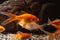 Orange goldfish beautiful juvenile, commercial aqua trade breed of wild Carassius auratus carp, popular ornamental fish