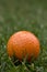 Orange Golf Ball