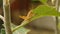 Orange grasshopper eating leaf on the small apple tree.