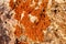 Orange and gray lichens on coastal limestone stones and rocks in Crimea, Tarkhankut