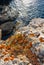 Orange and gray lichens on coastal limestone stones and rocks in Crimea, Tarkhankut