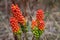 Orange and Green Berries of Arum