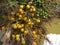 The orange and green berry type fruits from palm tree. Bunch of Raw and ripe fruits from Palm trees