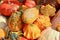 Orange and green bumpy pumpkin gourd fall macro background